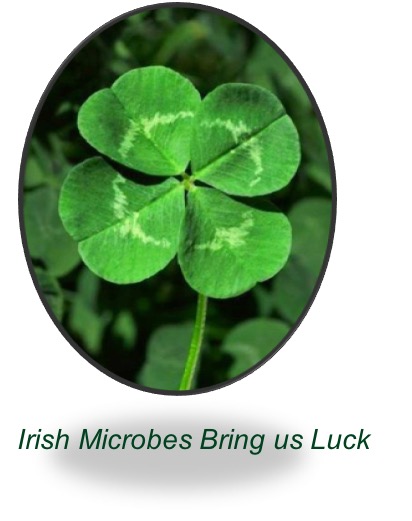 Irish microbes bring us luck image