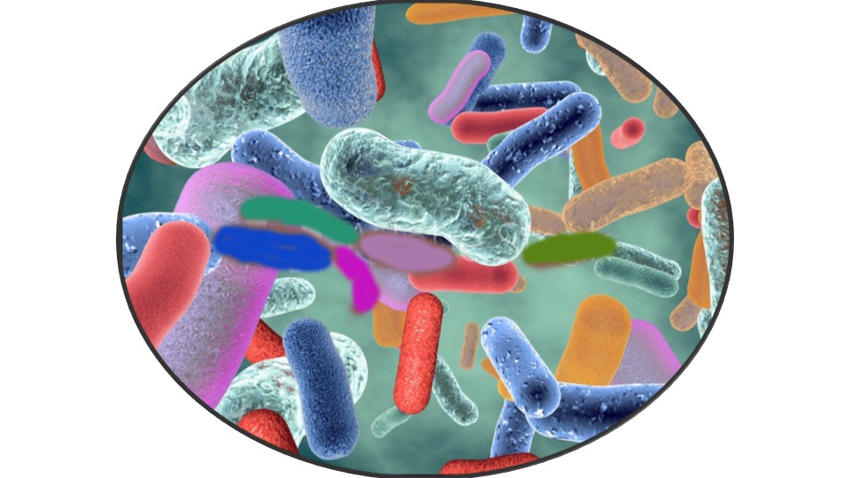 Microbe Guides in our Gut